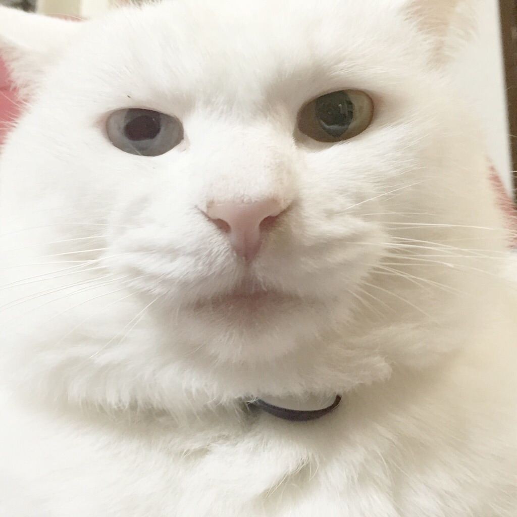 f:id:genfac:20160401183348j:image f:id:genfac:20160401183348j:image
