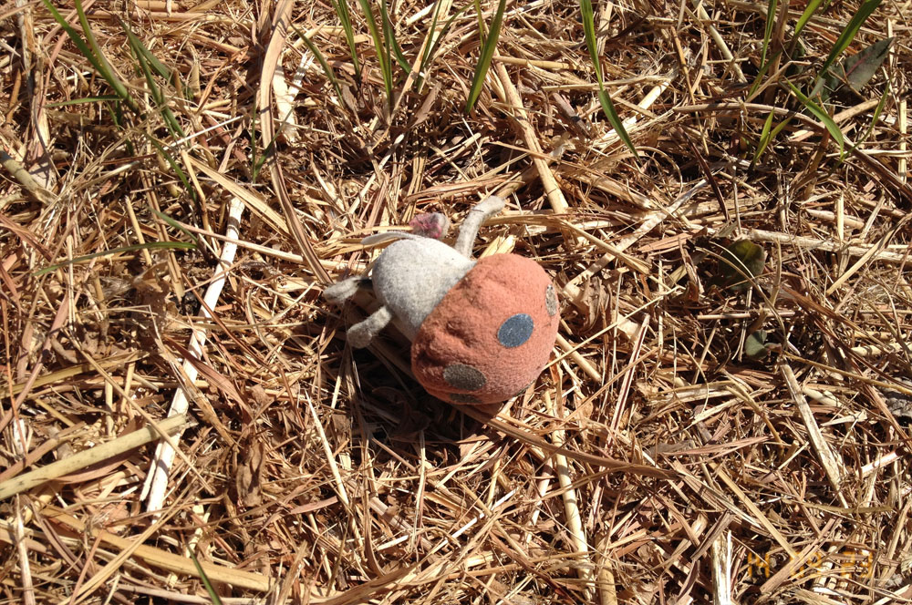 松江城マッシュルームマップ　- チュウガクドコモダケ -