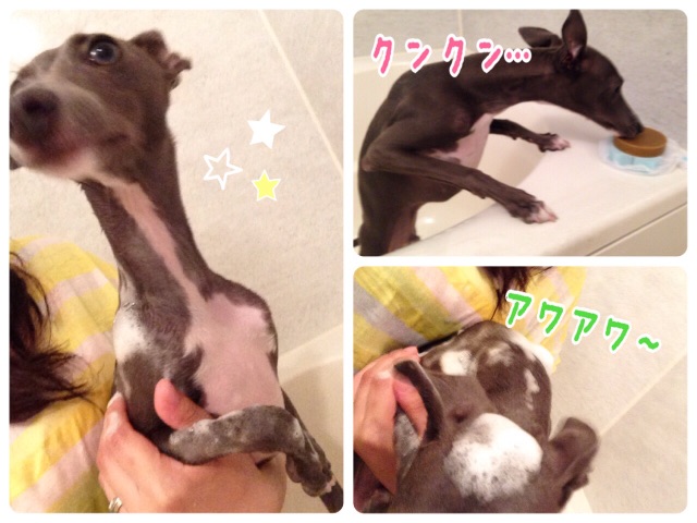 f:id:gino-ig:20150519230343j:image f:id:gino-ig:20150519230343j:image