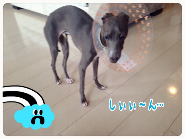 f:id:gino-ig:20150520192255j:image f:id:gino-ig:20150520192255j:image