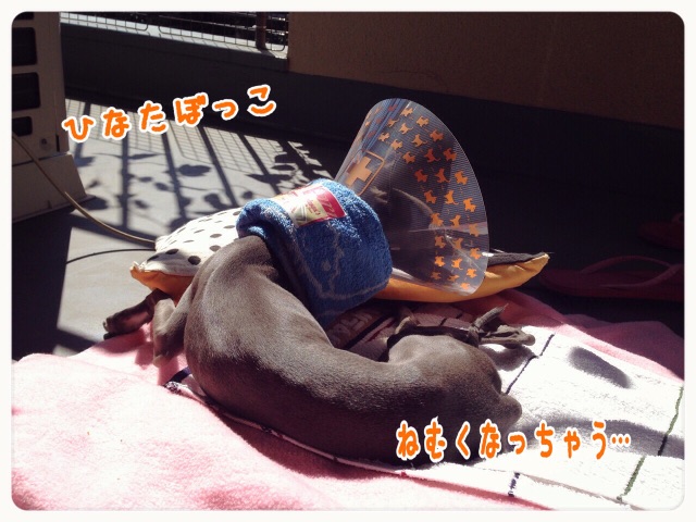f:id:gino-ig:20150521203301j:image f:id:gino-ig:20150521203301j:image