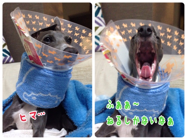 f:id:gino-ig:20150521204748j:image f:id:gino-ig:20150521204748j:image