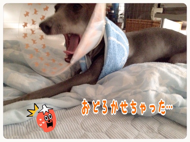 f:id:gino-ig:20150522222612j:image f:id:gino-ig:20150522222612j:image