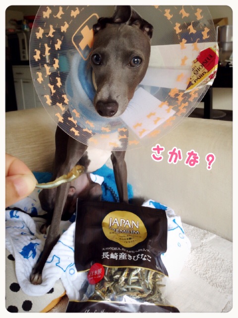 f:id:gino-ig:20150522223314j:image f:id:gino-ig:20150522223314j:image