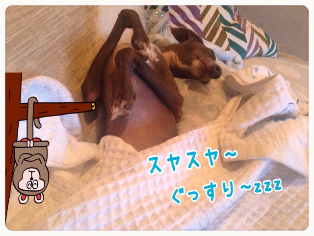 f:id:gino-ig:20150601190320j:image f:id:gino-ig:20150601190320j:image