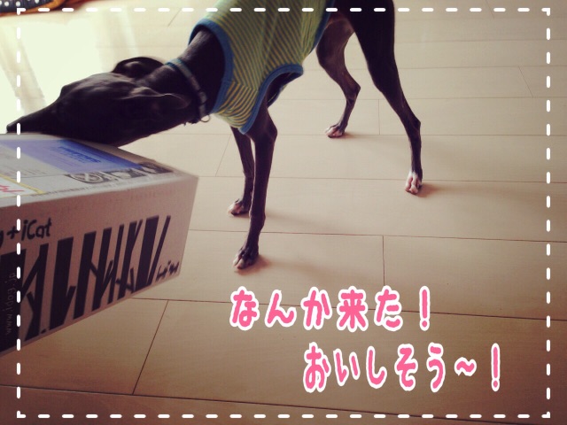 f:id:gino-ig:20150603232316j:image f:id:gino-ig:20150603232316j:image