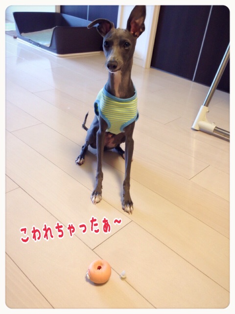 f:id:gino-ig:20150619234419j:image f:id:gino-ig:20150619234419j:image