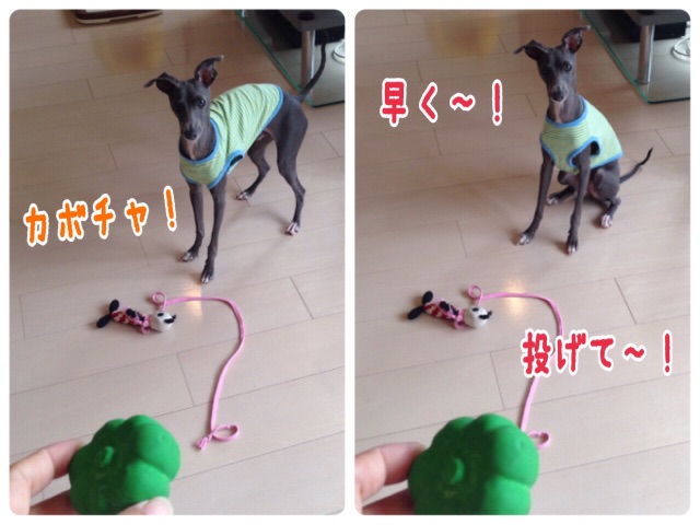 f:id:gino-ig:20150619234637j:image f:id:gino-ig:20150619234637j:image