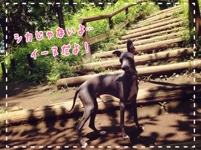 f:id:gino-ig:20150624222351j:image f:id:gino-ig:20150624222351j:image