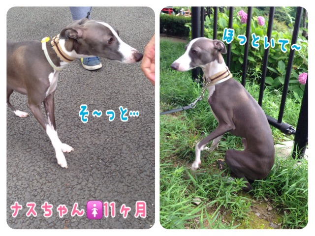 f:id:gino-ig:20150626182619j:image f:id:gino-ig:20150626182619j:image
