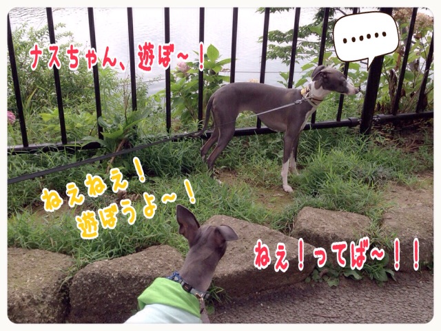 f:id:gino-ig:20150626182909j:image f:id:gino-ig:20150626182909j:image