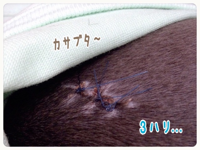 f:id:gino-ig:20150707195251j:image f:id:gino-ig:20150707195251j:image