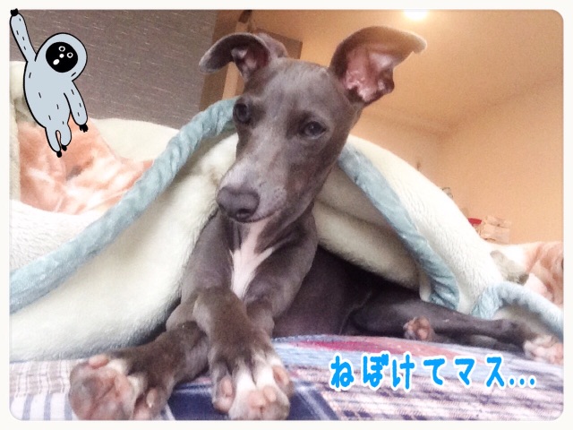 f:id:gino-ig:20150709192908j:image f:id:gino-ig:20150709192908j:image
