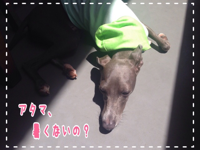 f:id:gino-ig:20150713121705j:image f:id:gino-ig:20150713121705j:image