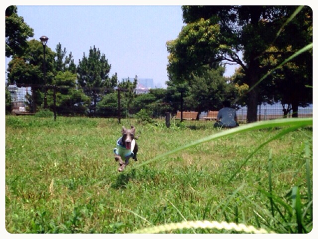 f:id:gino-ig:20150713130210j:image f:id:gino-ig:20150713130210j:image