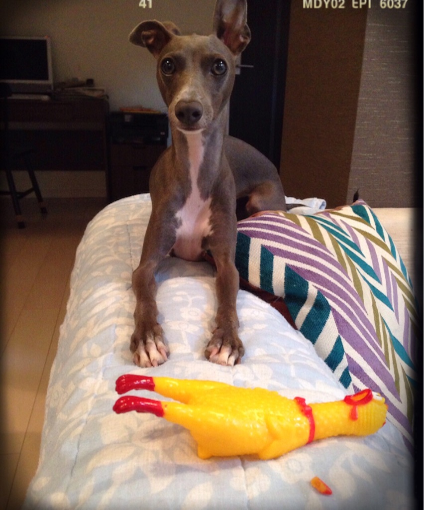 f:id:gino-ig:20150811000350j:image