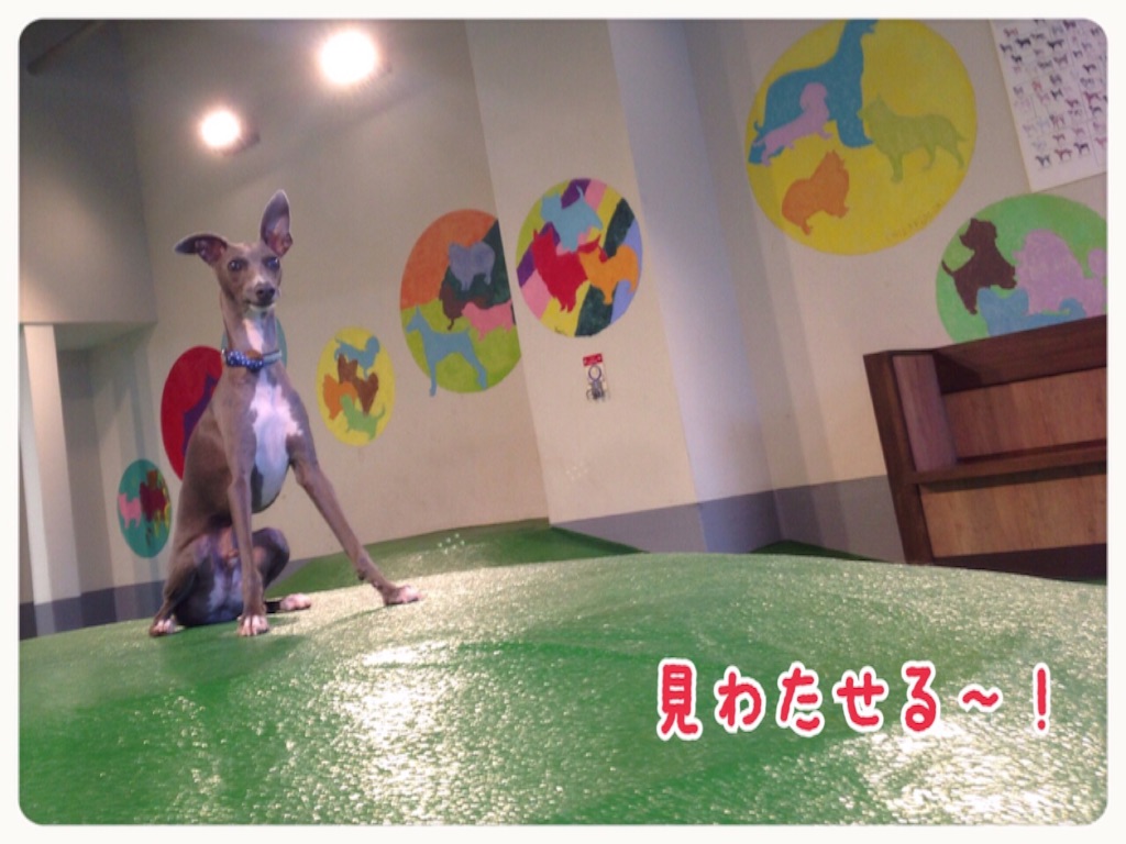 f:id:gino-ig:20150817220108j:image f:id:gino-ig:20150817220108j:image