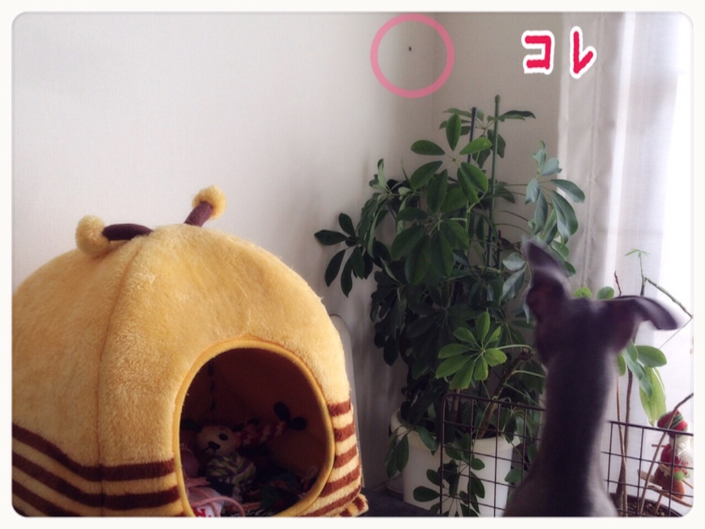 f:id:gino-ig:20150820222508j:image f:id:gino-ig:20150820222508j:image