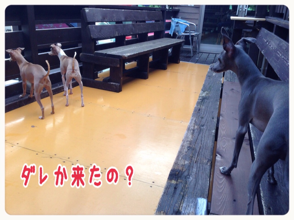 f:id:gino-ig:20150901181100j:image f:id:gino-ig:20150901181100j:image