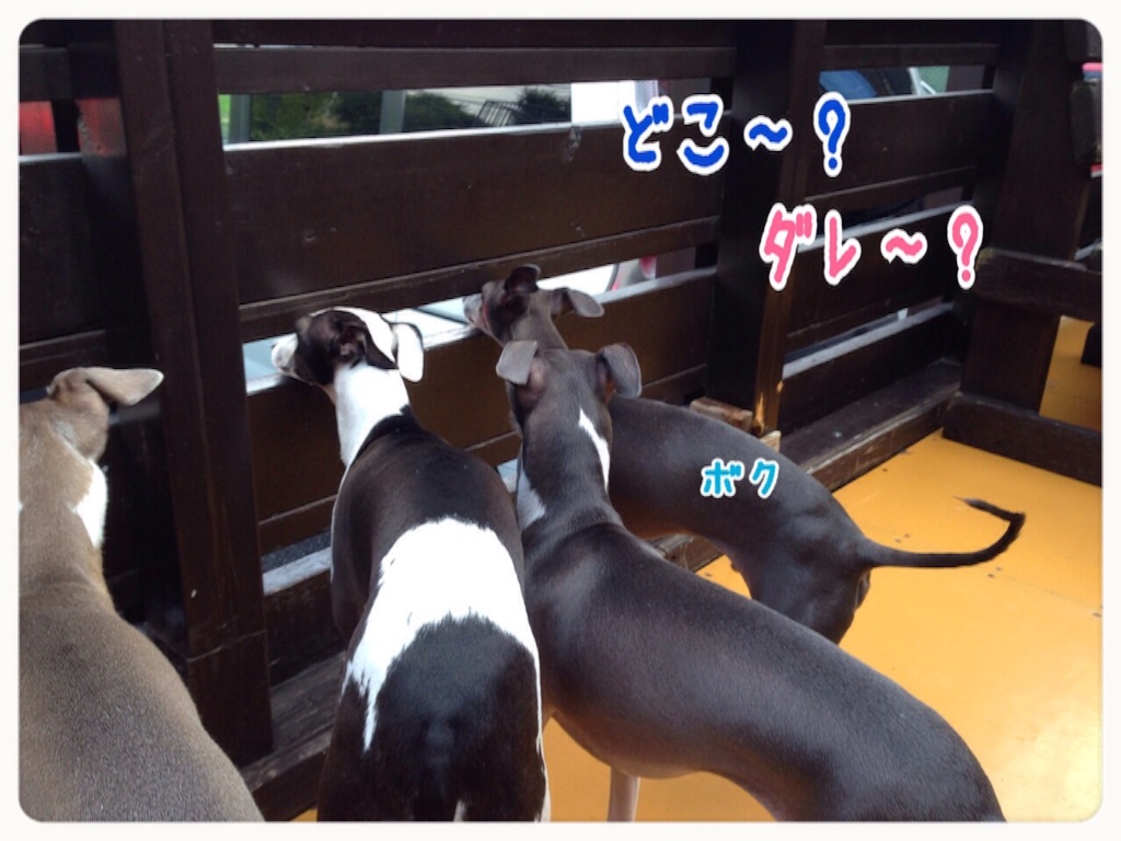 f:id:gino-ig:20150901181203j:image f:id:gino-ig:20150901181203j:image