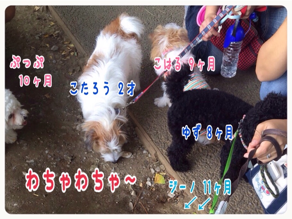 f:id:gino-ig:20150915190726j:image f:id:gino-ig:20150915190726j:image
