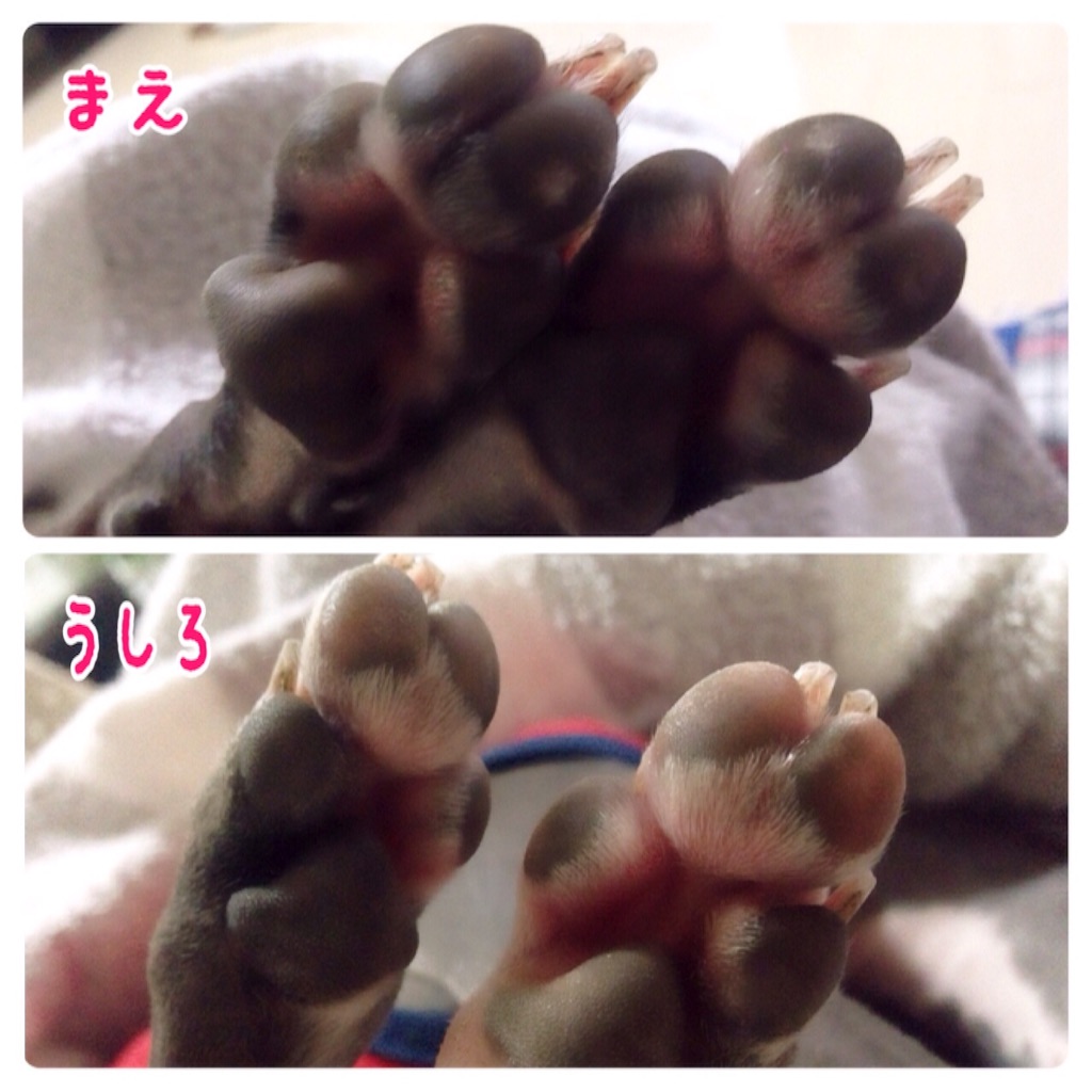 f:id:gino-ig:20150916232739j:image f:id:gino-ig:20150916232739j:image