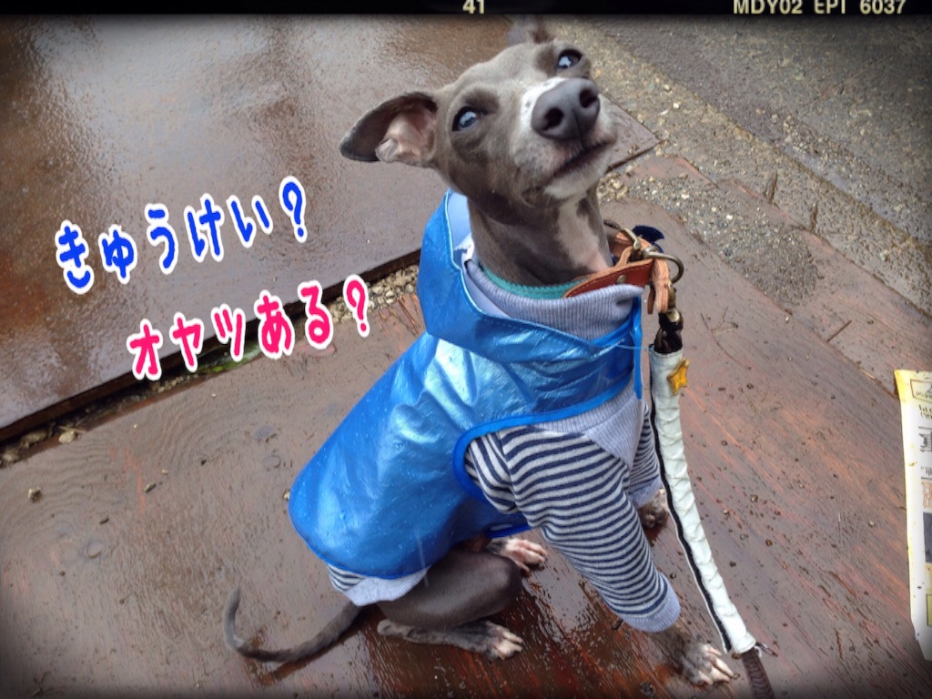 f:id:gino-ig:20150924230417j:image f:id:gino-ig:20150924230417j:image
