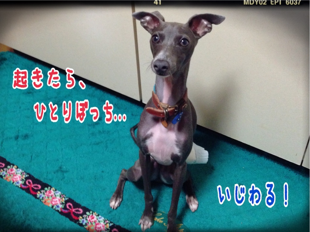 f:id:gino-ig:20150925201859j:image f:id:gino-ig:20150925201859j:image