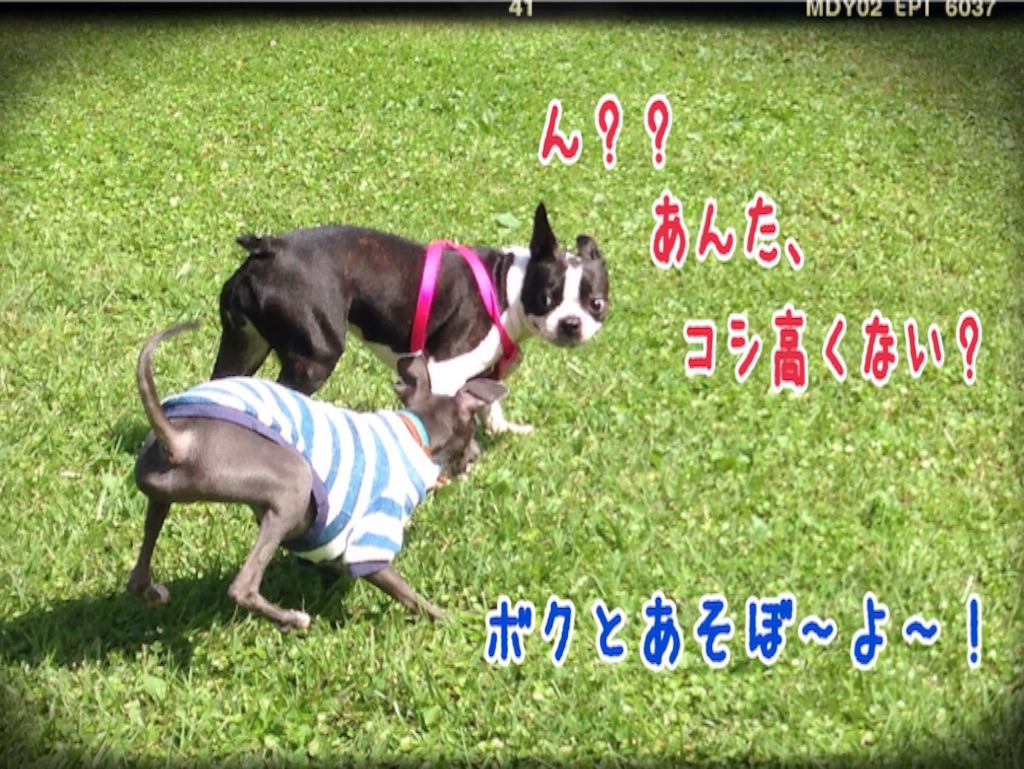 f:id:gino-ig:20150926211243j:image f:id:gino-ig:20150926211243j:image