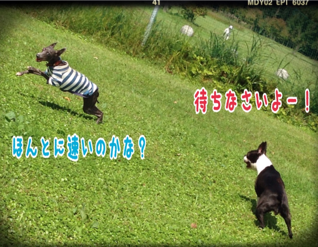 f:id:gino-ig:20150927185357j:image f:id:gino-ig:20150927185357j:image