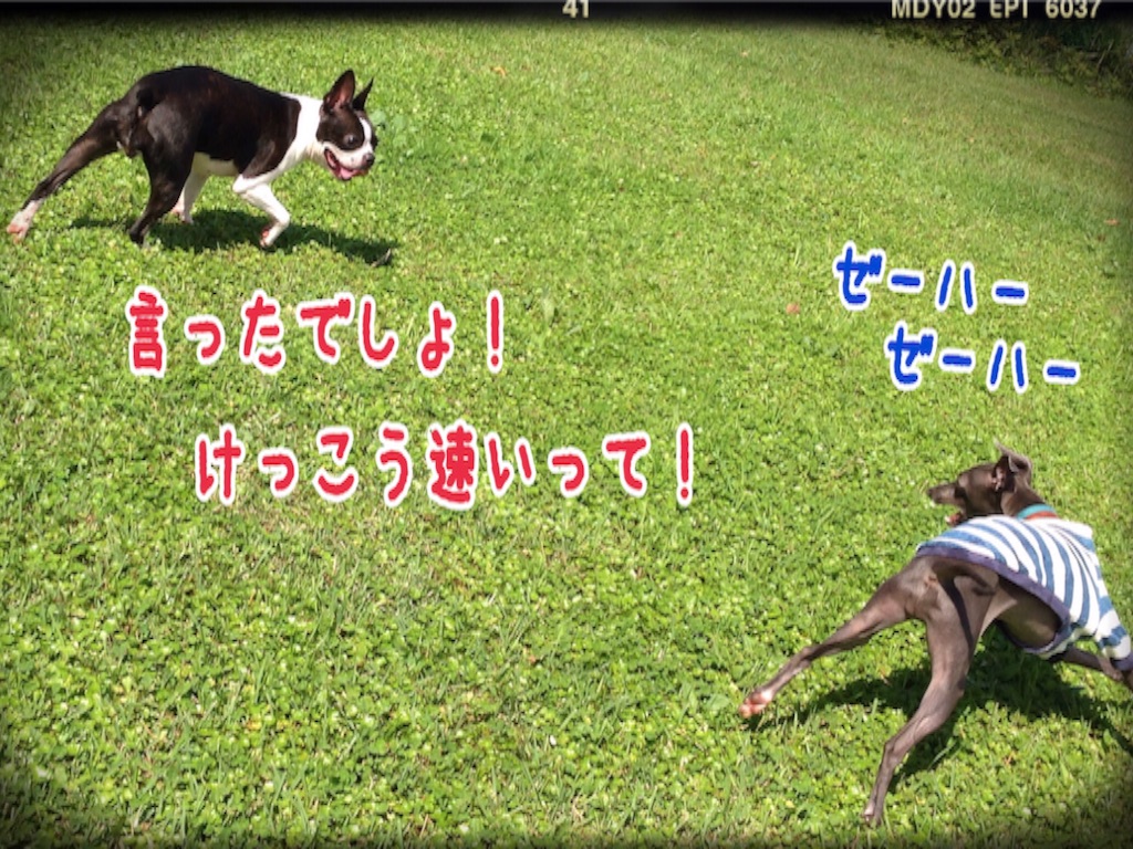 f:id:gino-ig:20150927185542j:image f:id:gino-ig:20150927185542j:image