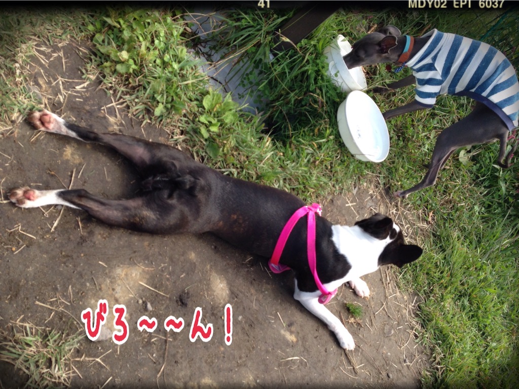 f:id:gino-ig:20150927185643j:image f:id:gino-ig:20150927185643j:image