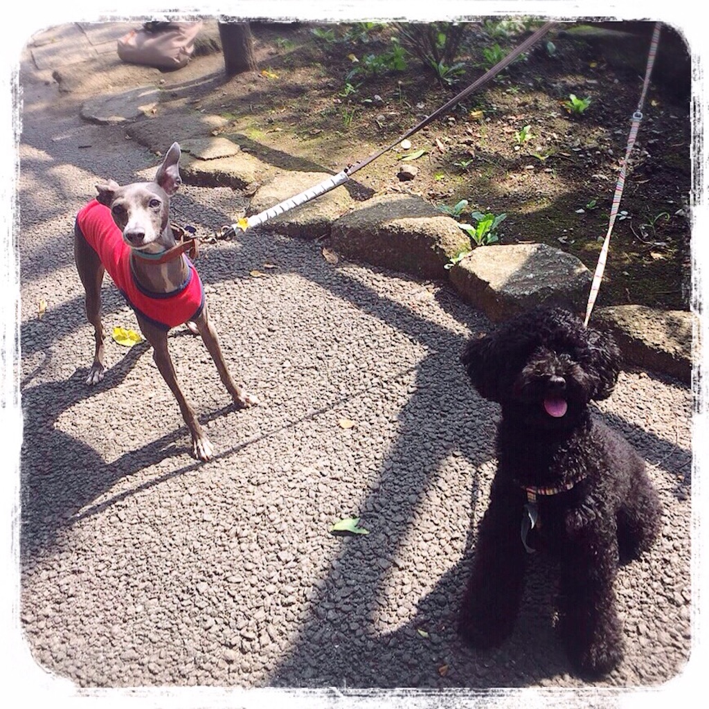 f:id:gino-ig:20150928185616j:image f:id:gino-ig:20150928185616j:image