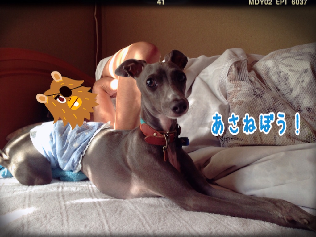 f:id:gino-ig:20150929185308j:image f:id:gino-ig:20150929185308j:image