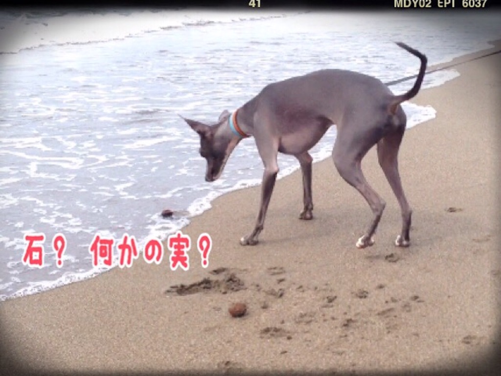 f:id:gino-ig:20150929190248j:image f:id:gino-ig:20150929190248j:image