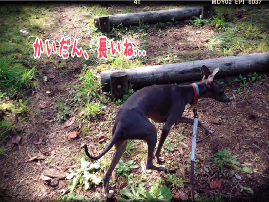 f:id:gino-ig:20150930150458j:image f:id:gino-ig:20150930150458j:image