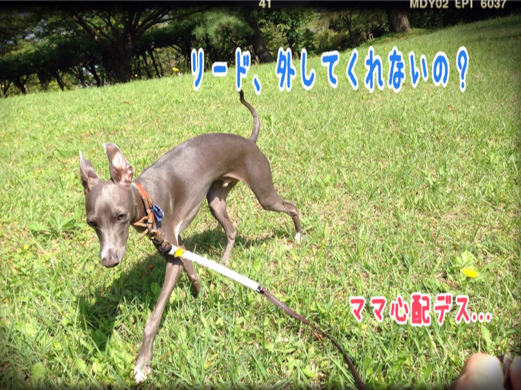 f:id:gino-ig:20151001142206j:image f:id:gino-ig:20151001142206j:image