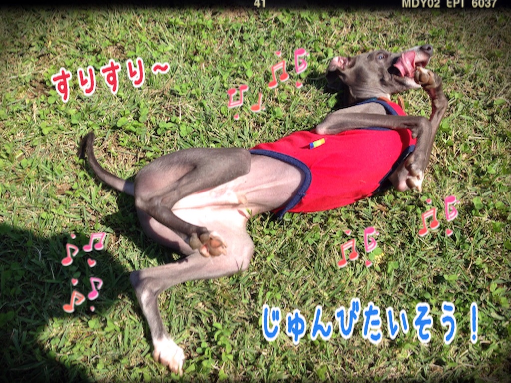 f:id:gino-ig:20151002204243j:image f:id:gino-ig:20151002204243j:image
