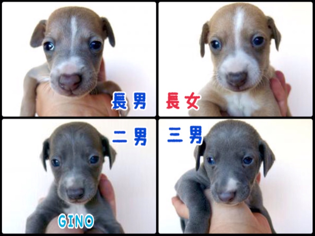 f:id:gino-ig:20151009225506j:image f:id:gino-ig:20151009225506j:image
