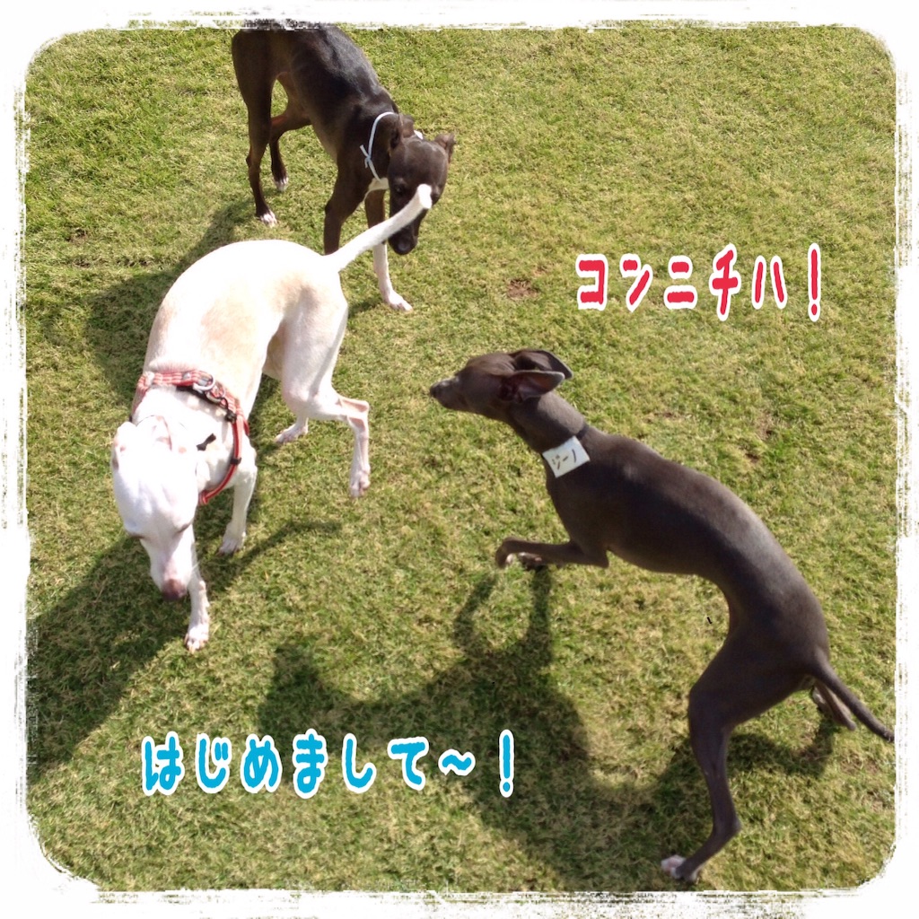 f:id:gino-ig:20151018175546j:image