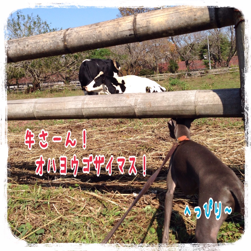 f:id:gino-ig:20151019210051j:image f:id:gino-ig:20151019210051j:image