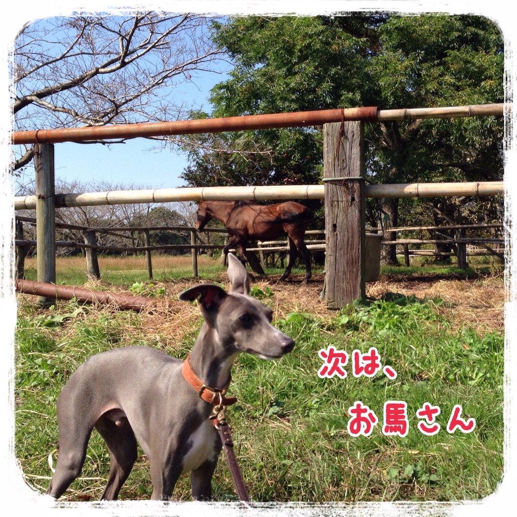 f:id:gino-ig:20151019210244j:image f:id:gino-ig:20151019210244j:image