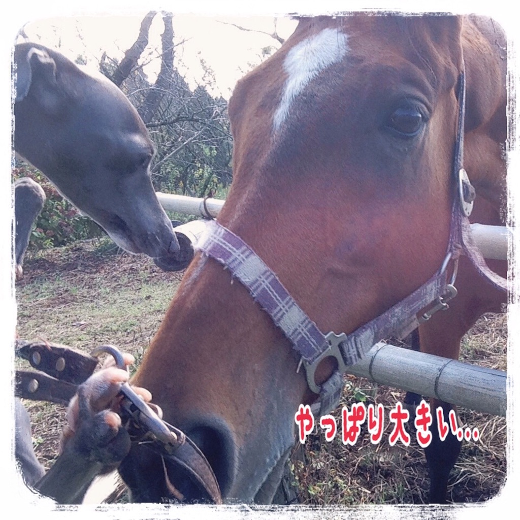 f:id:gino-ig:20151019210338j:image f:id:gino-ig:20151019210338j:image