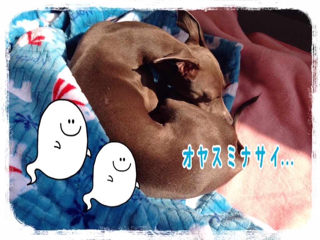f:id:gino-ig:20151022134234j:image f:id:gino-ig:20151022134234j:image