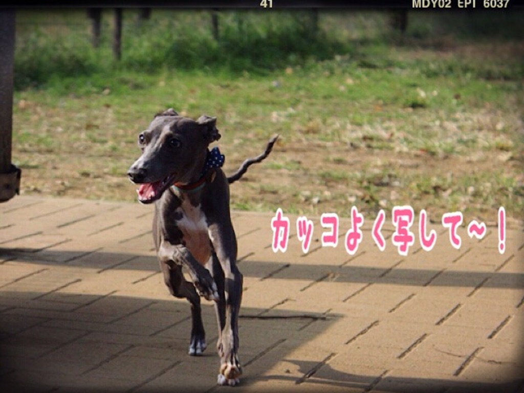 f:id:gino-ig:20151024222029j:image f:id:gino-ig:20151024222029j:image