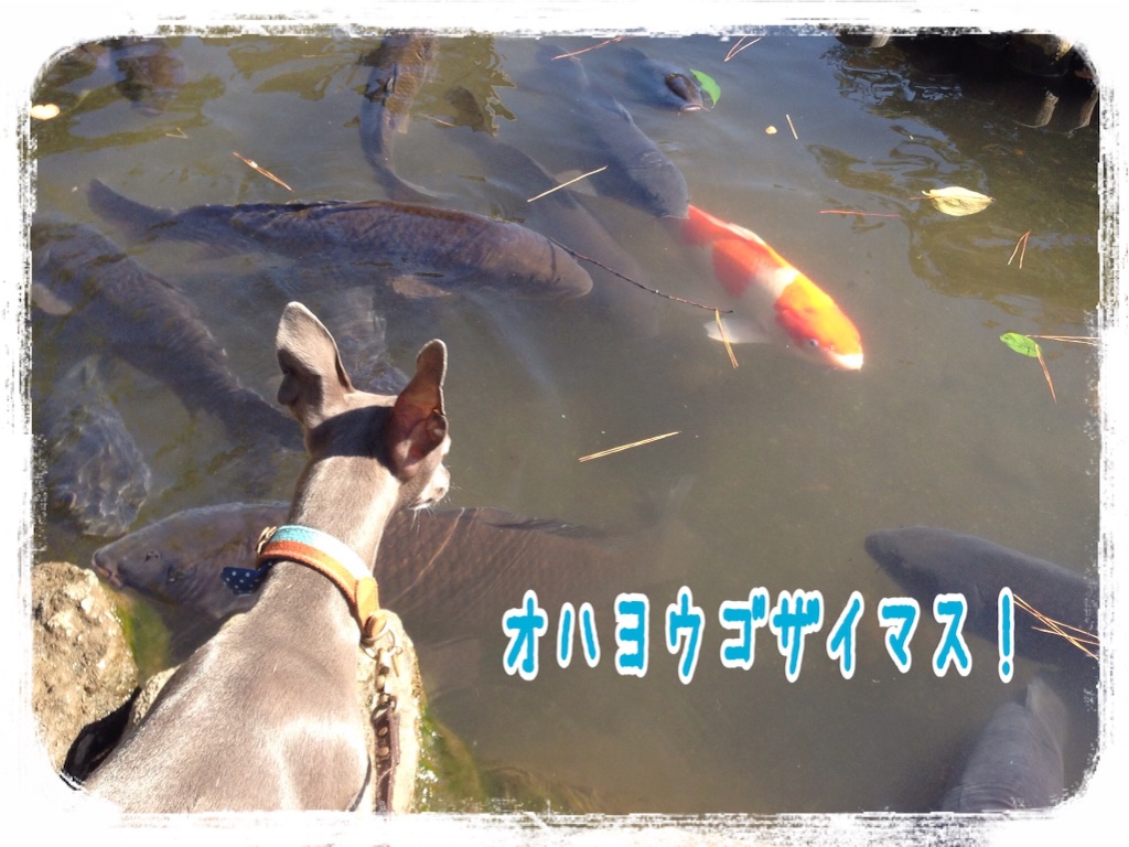 f:id:gino-ig:20151028182939j:image f:id:gino-ig:20151028182939j:image