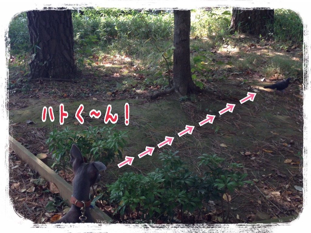 f:id:gino-ig:20151028183005j:image f:id:gino-ig:20151028183005j:image