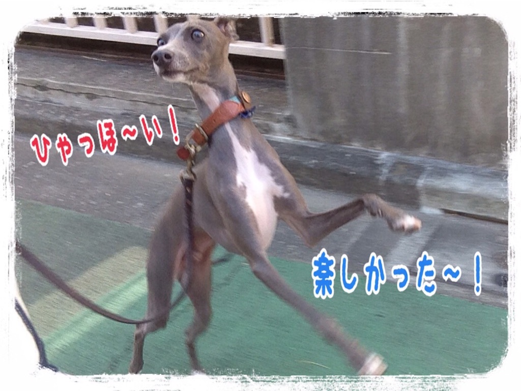 f:id:gino-ig:20151028183825j:image f:id:gino-ig:20151028183825j:image