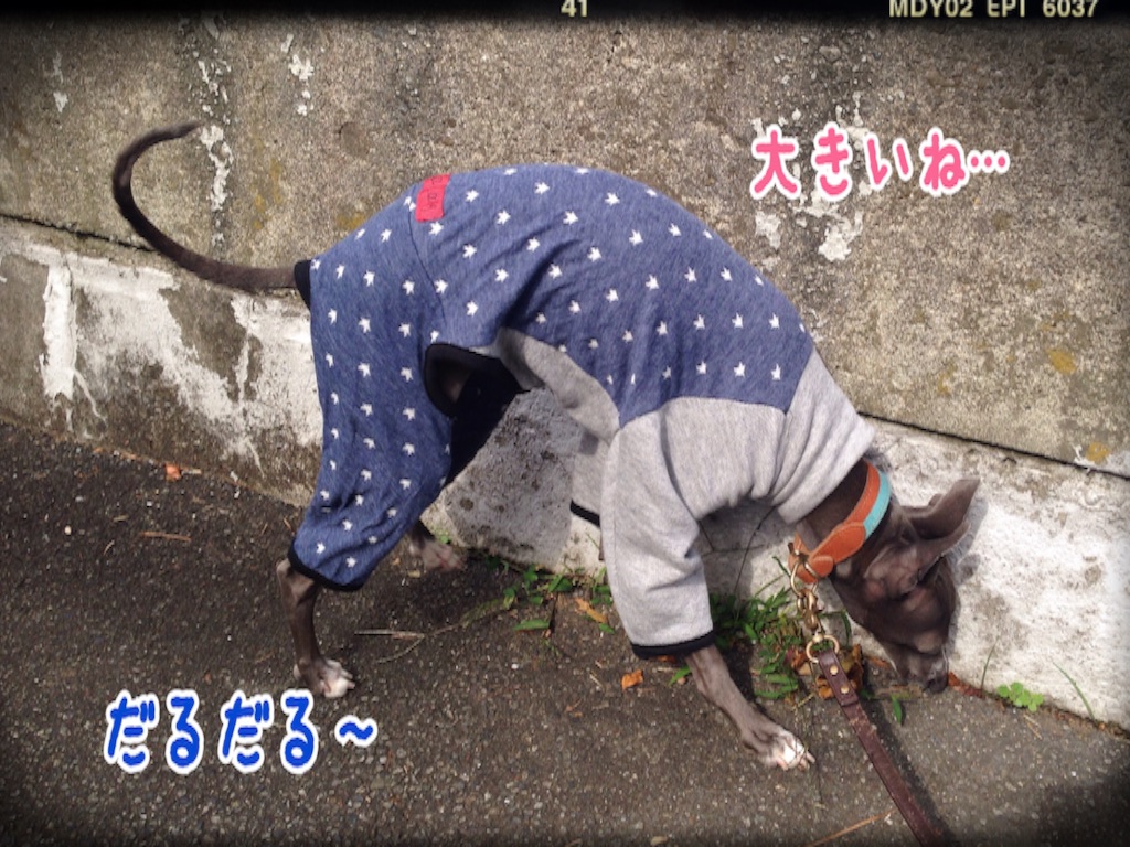 f:id:gino-ig:20151029195855j:image f:id:gino-ig:20151029195855j:image