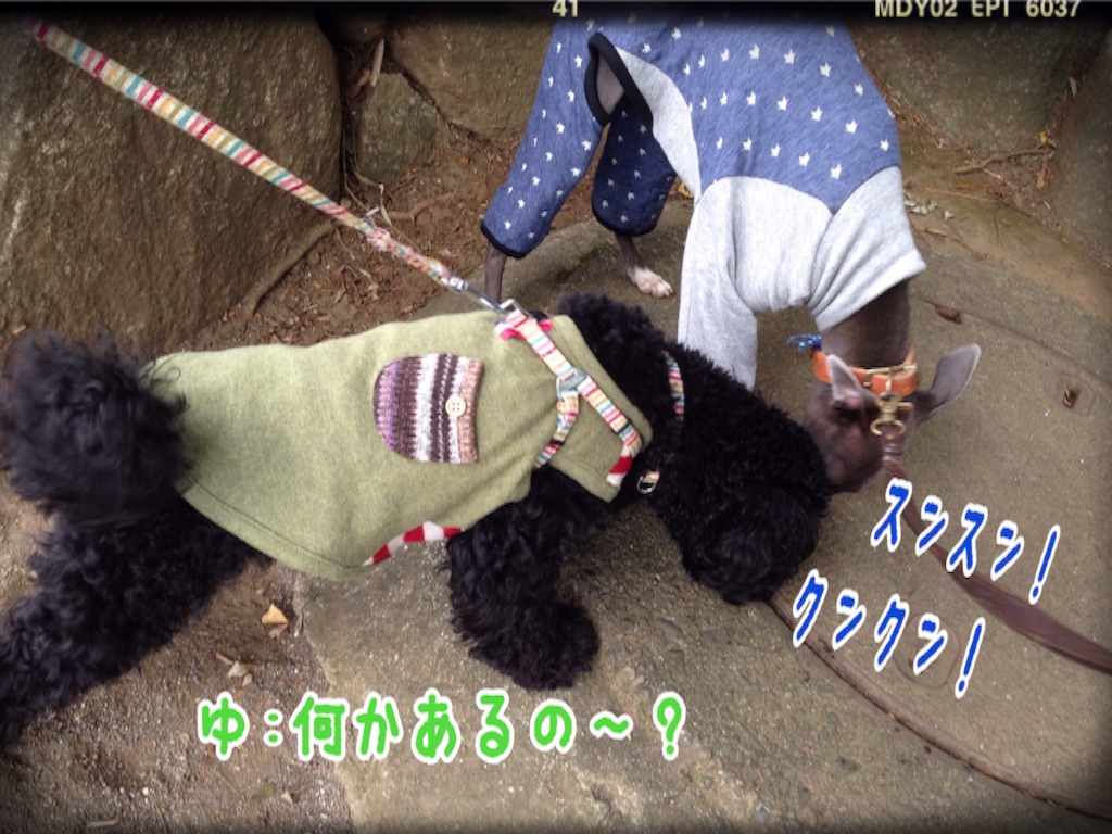 f:id:gino-ig:20151029202937j:image f:id:gino-ig:20151029202937j:image